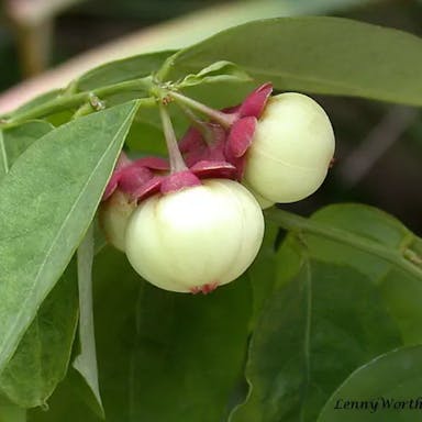 アマメシバ（甘芽芝）