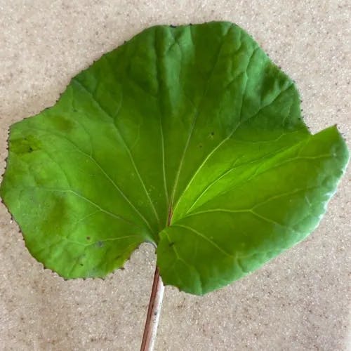 マルバダケブキ（丸葉岳蕗） (Ligularia dentata)-i