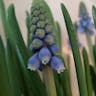 ルリムスカリ（瑠璃ムスカリ） (Muscari botryoides)-i