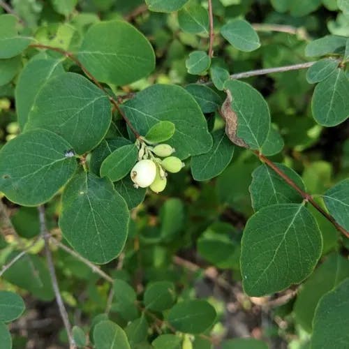 Creeping snowberry (Symphoricarpos mollis)-i