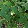 Creeping snowberry (Symphoricarpos mollis)-i