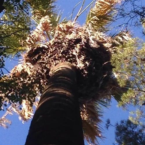 ワシントンヤシ（華盛頓椰子） (Washingtonia filifera)-i