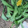 Lily leek (Allium moly)-i