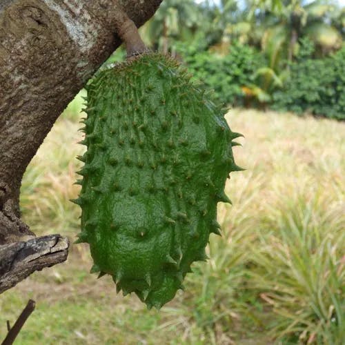 トゲバンレイシ（刺蕃茘枝） (Annona muricata)-i