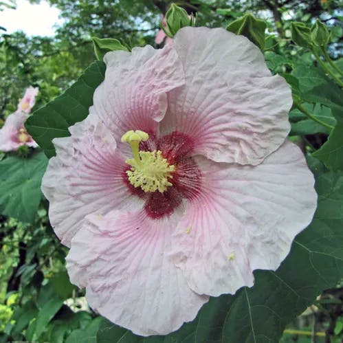 ヤマフヨウ（山芙蓉） (Hibiscus taiwanensis)-i