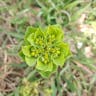 トウダイグサ（燈台草） (Euphorbia helioscopia)-i
