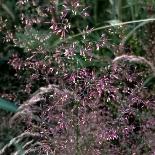 イトコヌカグサ（糸子糠草） (Agrostis capillaris)-i
