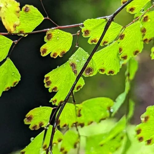 Delta maidenhair fern (Adiantum raddianum)-i