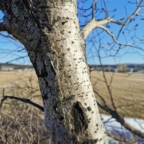 アメリカヤマナラシ（アメリカ山鳴らし） (Populus tremuloides)-i