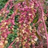 Garden orache (Atriplex hortensis)-i