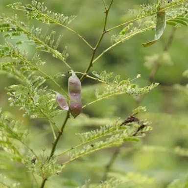 アセンヤク（阿仙薬）