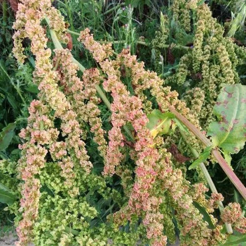 ナガバギシギシ（長葉羊蹄） (Rumex crispus)-i