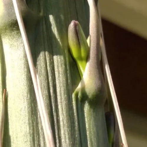 Thread agave (Agave filifera)-i