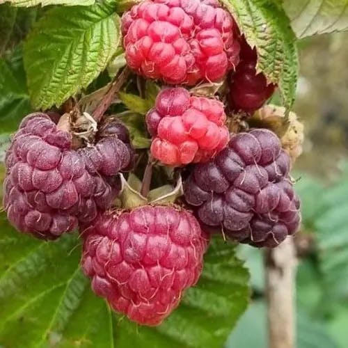 ラズベリー (Rubus idaeus)-i