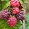 ラズベリー (Rubus idaeus)-i