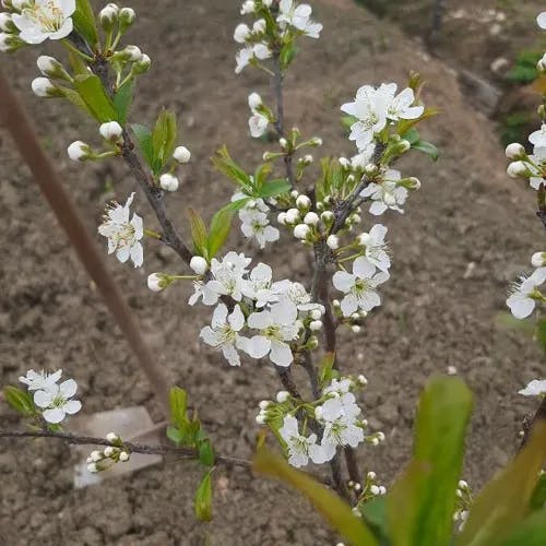 スモモ（李） (Prunus salicina)-i