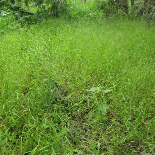 ヌカキビ（糠黍） (Panicum bisulcatum)-i