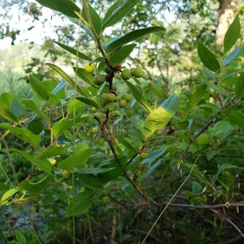 Southern-gooseberry (Vaccinium stamineum)-i