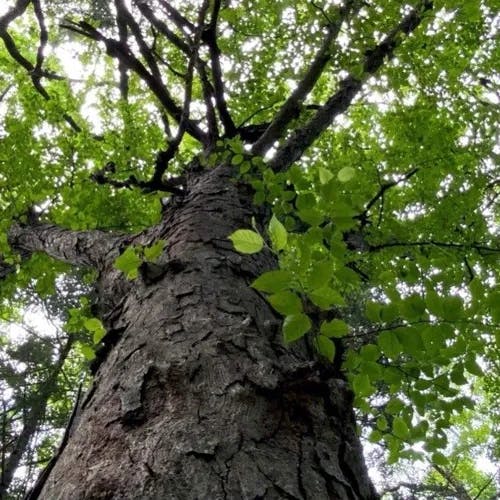 オノオレカンバ（斧折樺） (Betula schmidtii)-i