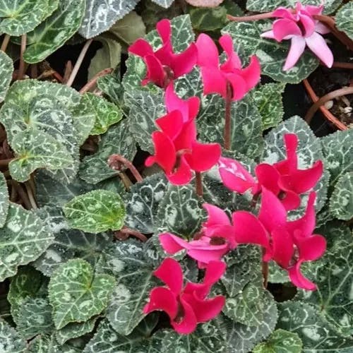 ミニシクラメン (Cyclamen repandum)-i