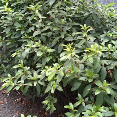 Reeve's spiraea