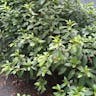 Reeve's spiraea (Spiraea cantoniensis)-i