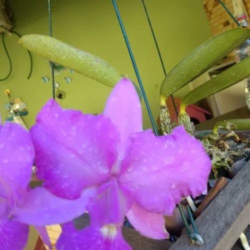 walker's cattleya (Cattleya walkeriana)-i