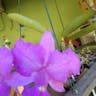 walker's cattleya (Cattleya walkeriana)-i