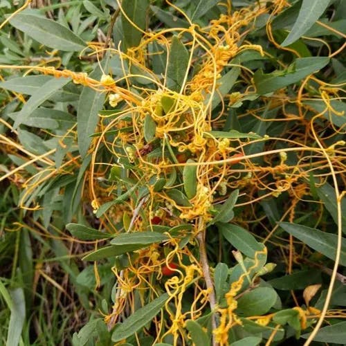 アメリカネナシカズラ（亜米利加根無蔓） (Cuscuta campestris)-i