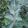 St. catherine's lace (Eriogonum giganteum)-i