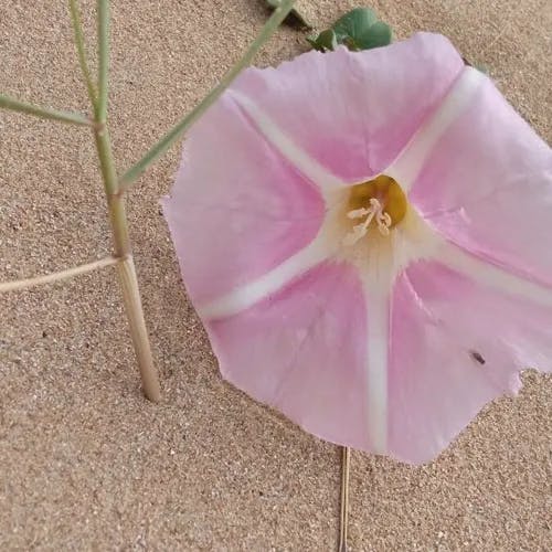 ハマヒルガオ（浜昼顔） (Calystegia soldanella)-i