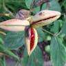 ベニバナヤマシャクヤク（紅花山芍薬） (Paeonia obovata)-i