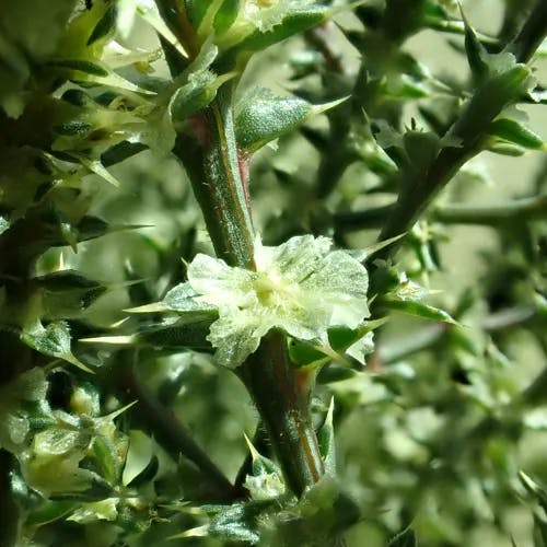 ハリヒジキ（針鹿尾菜） (Salsola tragus)-i