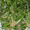 Australian blackwood (Acacia melanoxylon)-i