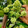 ジタノキ（ジタの木） (Alstonia scholaris)-i