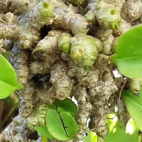 アカザカズラ（藜蔓） (Anredera cordifolia)-i