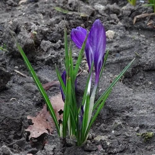 Spring crocus (Crocus vernus)-i