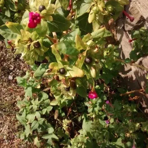 Beauty-of-the-night (Mirabilis jalapa)-i