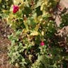 Beauty-of-the-night (Mirabilis jalapa)-i