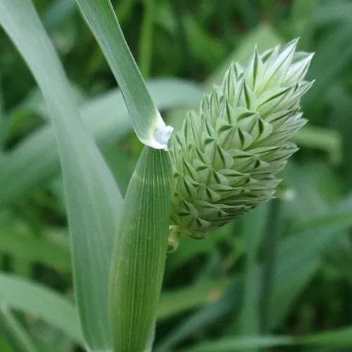 カナリークサヨシ（加那利草葦） (Phalaris canariensis)-i