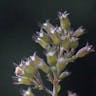 カラミント (Clinopodium nepeta)-i