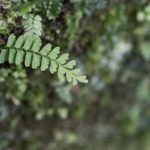 ヌリトラノオ（塗虎の尾） (Asplenium normale)-i