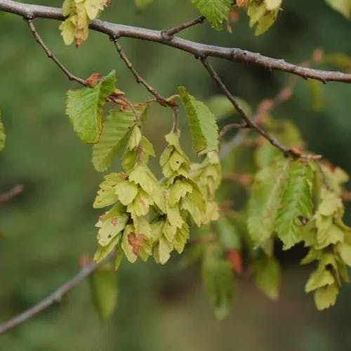 Eastern hornbeam (Carpinus orientalis)-i