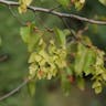 Eastern hornbeam (Carpinus orientalis)-i