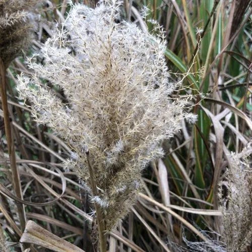 ススキ（薄） (Miscanthus sinensis)-i