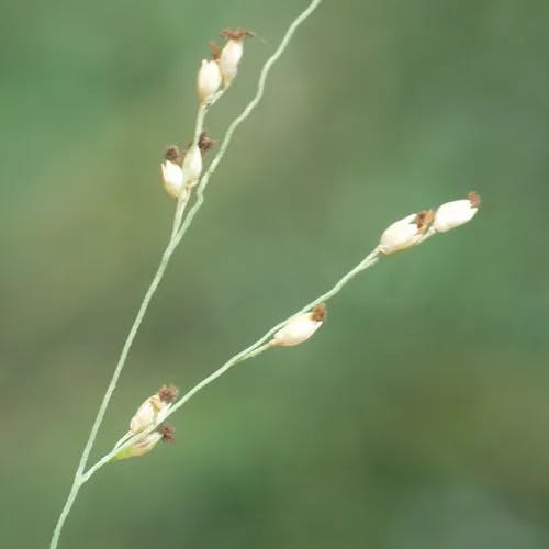 ハイキビ（這黍） (Panicum repens)-i