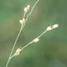 ハイキビ（這黍） (Panicum repens)-i