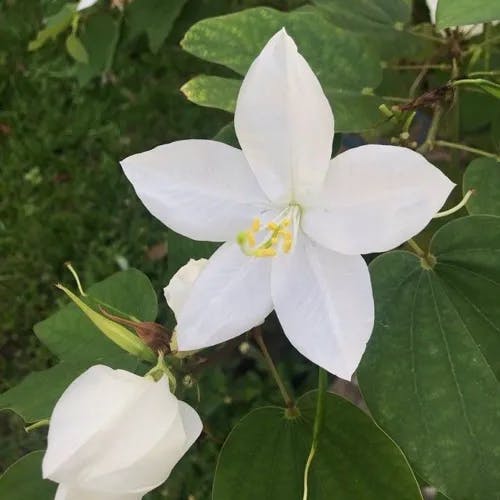 ソシンカ（素心花） (Bauhinia acuminata)-i