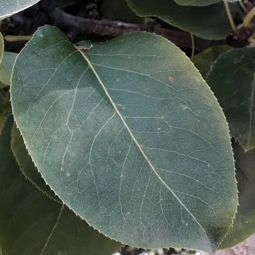 セイヨウナシ（西洋梨） (Pyrus communis)-i