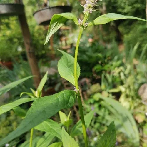 Chinese giant-hyssop (Agastache rugosa)-i